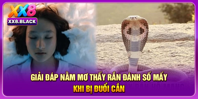 Giải đáp nằm mơ thấy rắn đánh số mấy khi bị đuổi cắn