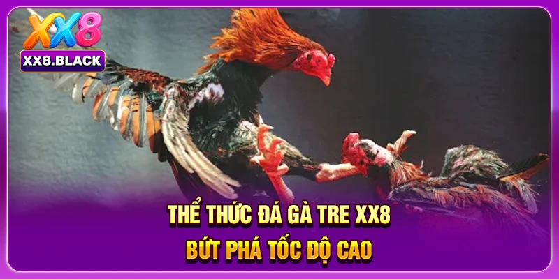 Thể thức đá gà tre XX8 bứt phá tốc độ cao