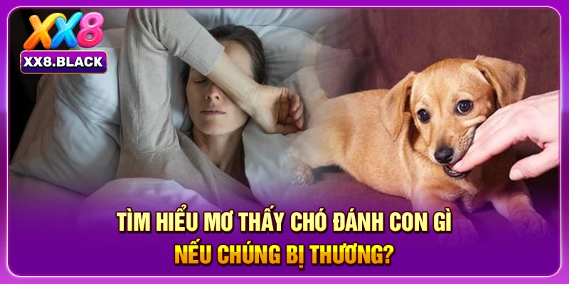 Tìm hiểu mơ thấy chó đánh con gì nếu chúng bị thương?